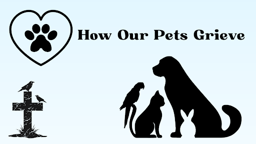Read more about the article How our Pets Grieve